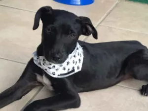 Cachorro raça SEM RAÇA DEFINIDA  idade 2 a 6 meses nome FLECHA 