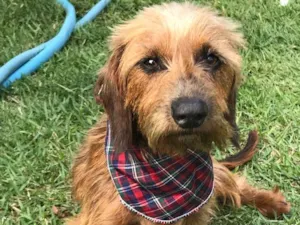 Cachorro raça Sem raça definida  idade 1 ano nome Torresmo
