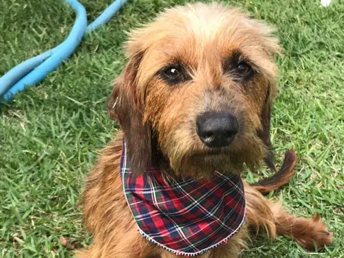 Cachorro ra a Sem raça definida  idade 1 ano nome Torresmo