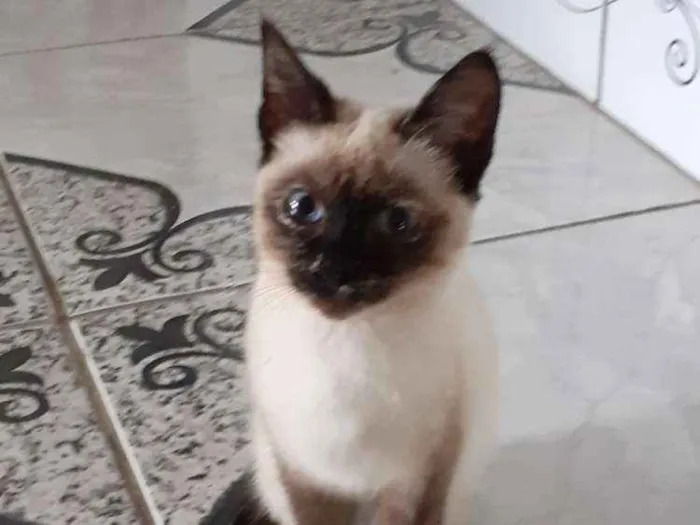 Gato ra a Não sei a raça  idade 2 a 6 meses nome Nina