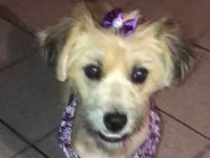 Cachorro raça Sem raça idade 7 a 11 meses nome Pitu