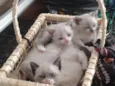 Gatas