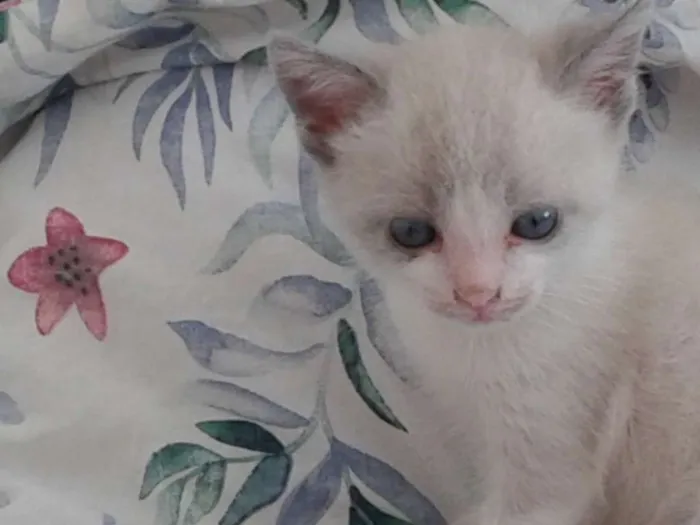 Gato ra a sem raça definida idade Abaixo de 2 meses nome Gatas