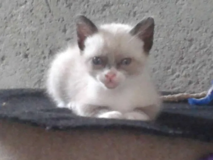 Gato ra a sem raça definida idade Abaixo de 2 meses nome Gatas