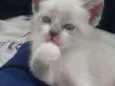 Gatas