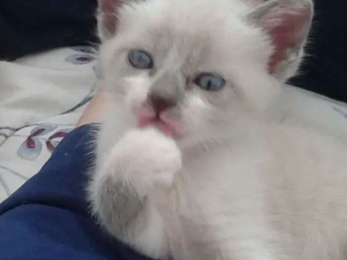 Gato ra a sem raça definida idade Abaixo de 2 meses nome Gatas