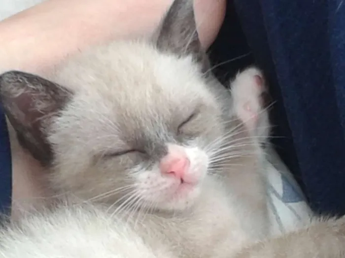 Gato ra a sem raça definida idade Abaixo de 2 meses nome Gatas