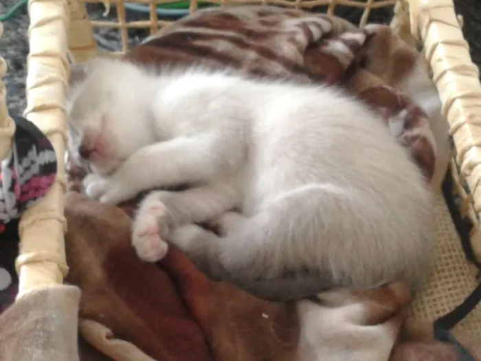 Gato ra a sem raça definida idade Abaixo de 2 meses nome Gatas
