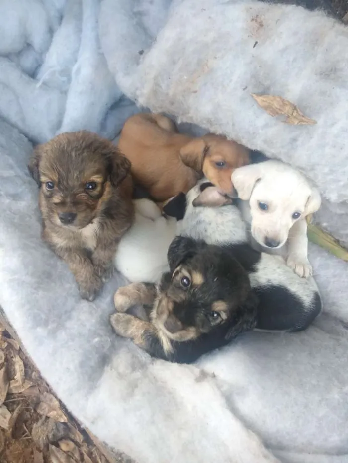 Cachorro ra a Não sei são filhotes idade Abaixo de 2 meses nome Não tem