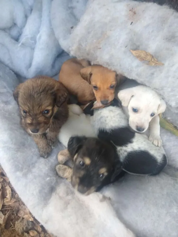 Cachorro ra a Não sei são filhotes idade Abaixo de 2 meses nome Não tem