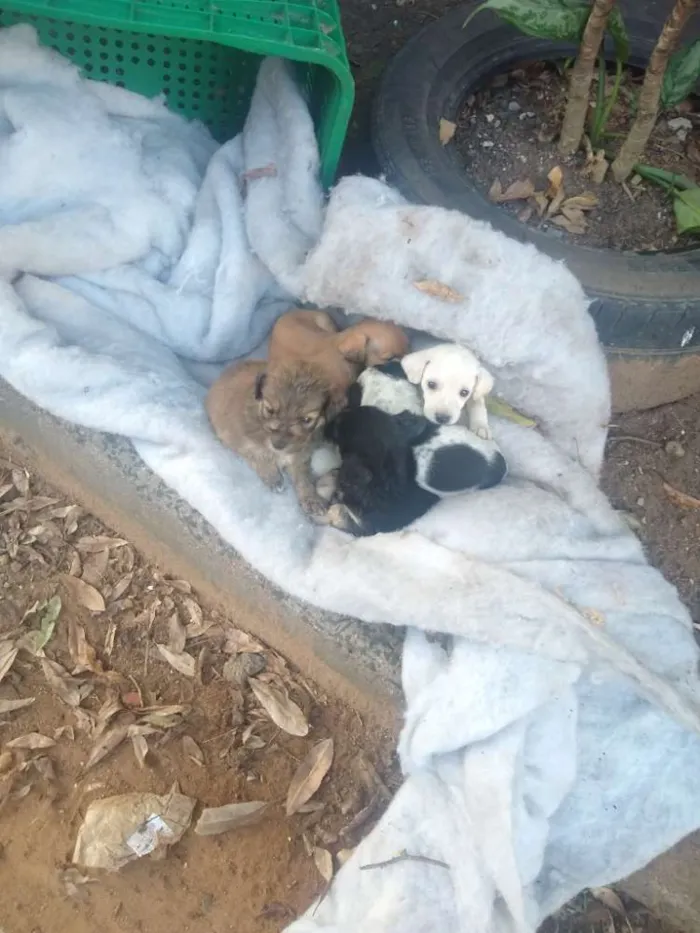 Cachorro ra a Não sei são filhotes idade Abaixo de 2 meses nome Não tem