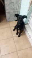Cachorro raça SRD idade 2 a 6 meses nome VLAD