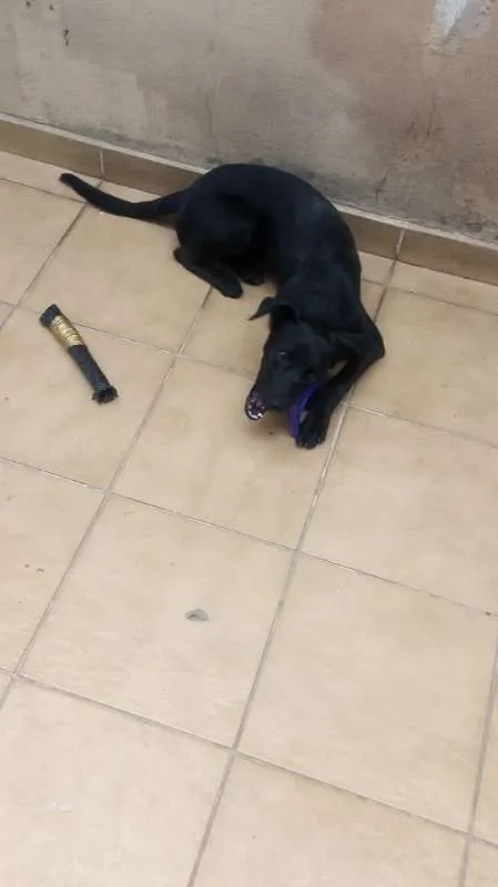 Cachorro raça SRD idade 2 a 6 meses nome VLAD