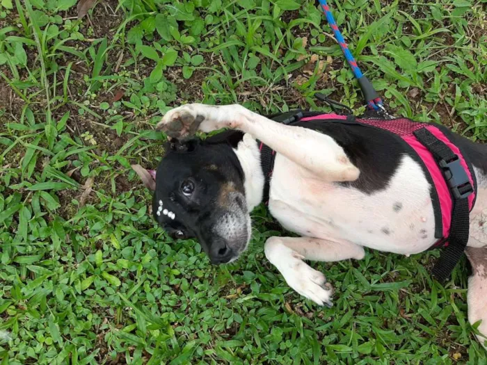 Cachorro ra a SRD idade 2 anos nome TECA