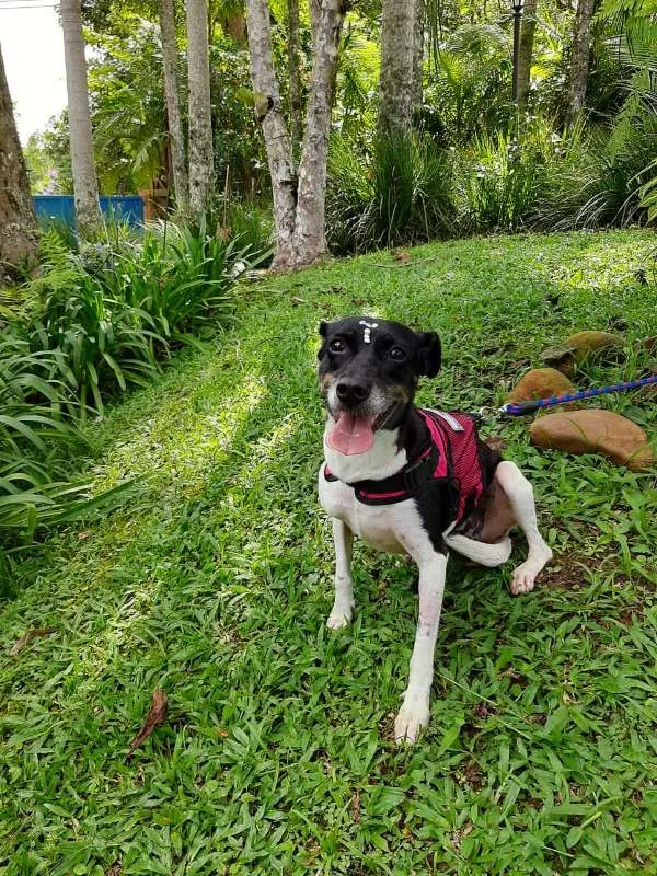 Cachorro ra a SRD idade 2 anos nome TECA