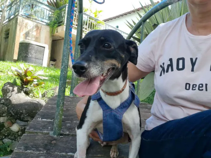 Cachorro ra a SRD idade 2 anos nome TECA