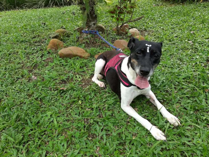 Cachorro ra a SRD idade 2 anos nome TECA