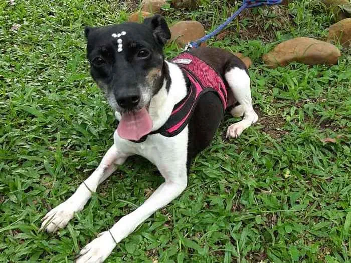 Cachorro ra a SRD idade 2 anos nome TECA