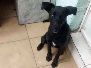 Cachorro raça SRD idade 2 a 6 meses nome VLAD