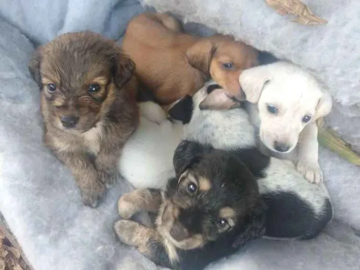 Cachorro ra a Não sei são filhotes idade Abaixo de 2 meses nome Não tem