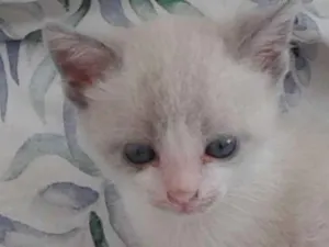 Gato raça sem raça definida idade Abaixo de 2 meses nome Gatas