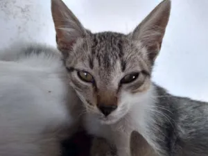 Gato raça Gato de pelo curto Brasileiro idade 2 a 6 meses nome Minerva