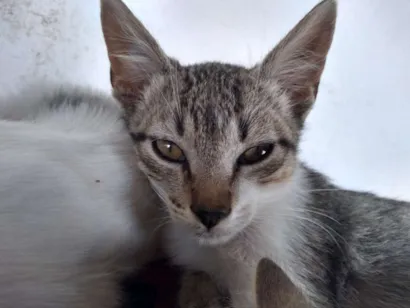 Gato raça Gato de pelo curto Brasileiro idade 2 a 6 meses nome Minerva