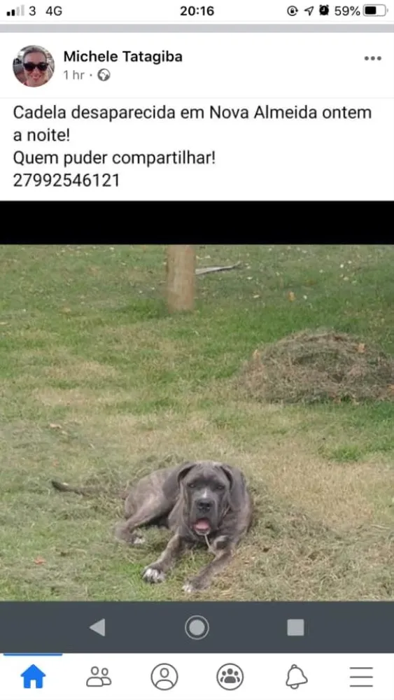Cachorro raça Cane Corso idade 2 a 6 meses nome Mel