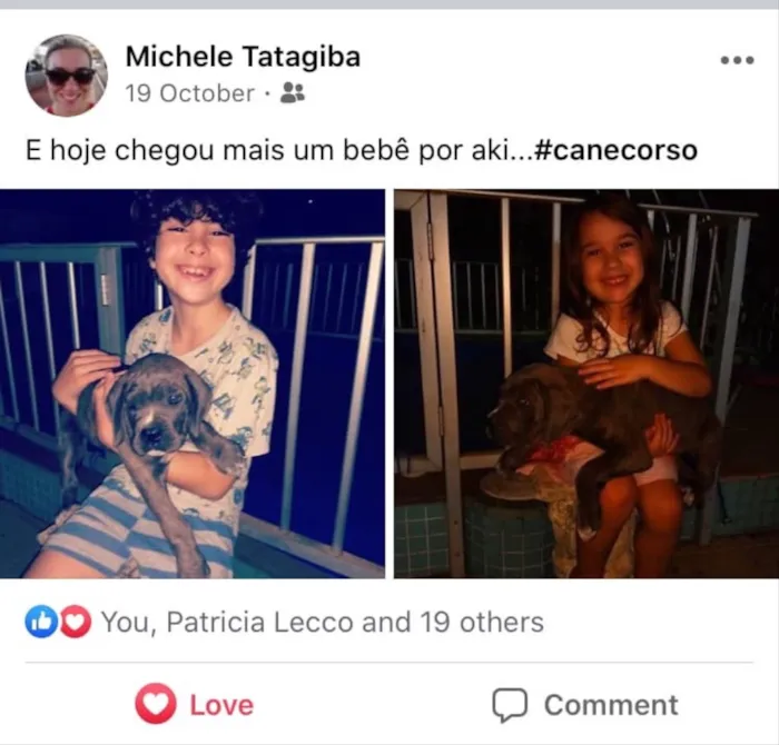 Cachorro raça Cane Corso idade 2 a 6 meses nome Mel
