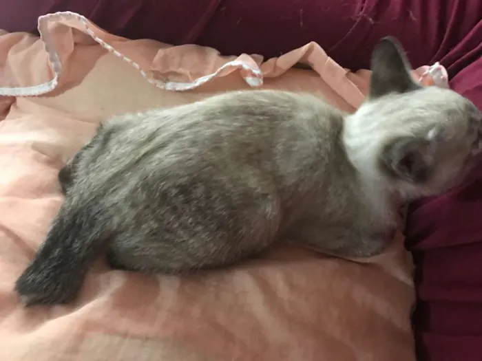 Gato ra a Siamês idade 2 a 6 meses nome Fred