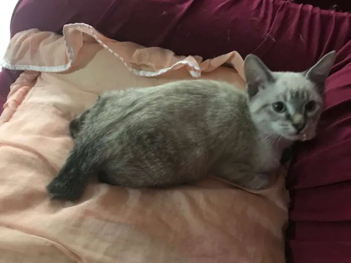 Gato ra a Siamês idade 2 a 6 meses nome Fred