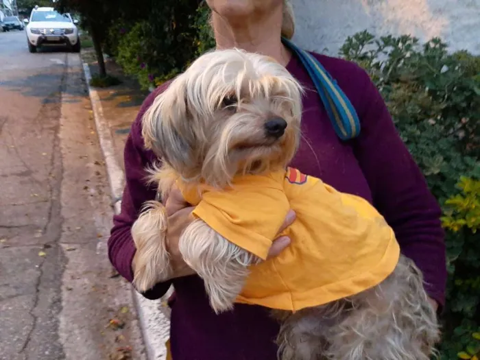 Cachorro ra a SRD idade 3 anos nome WILLY