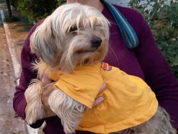 Cachorro ra a SRD idade 3 anos nome WILLY