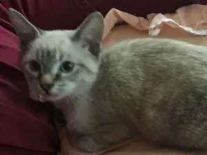 Gato raça Siamês idade 2 a 6 meses nome Fred