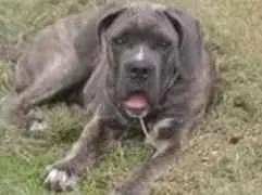 Cachorro raça Cane Corso idade 2 a 6 meses nome Mel