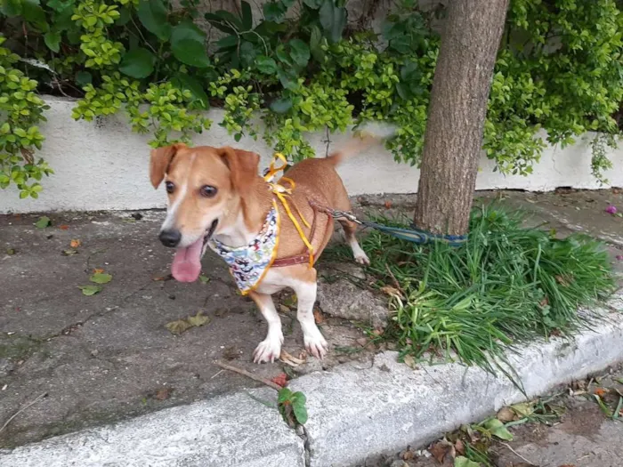 Cachorro ra a Basset-Cofap idade 3 anos nome BABY