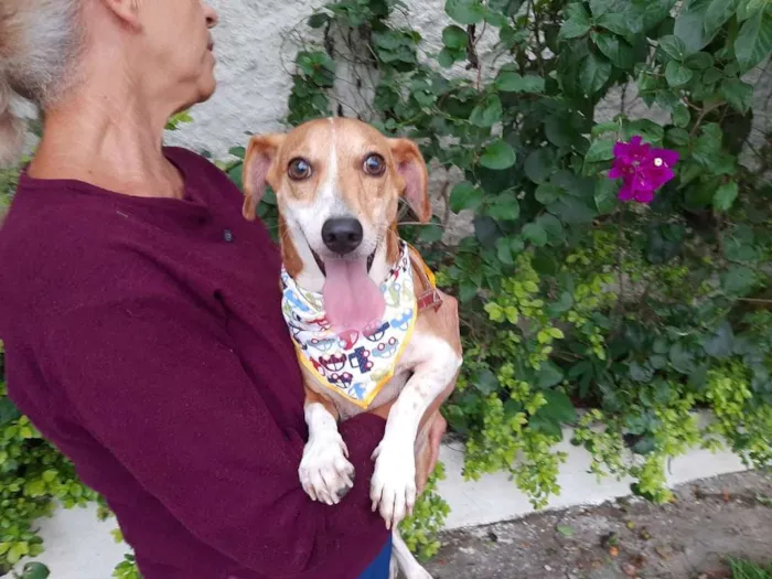 Cachorro ra a Basset-Cofap idade 3 anos nome BABY