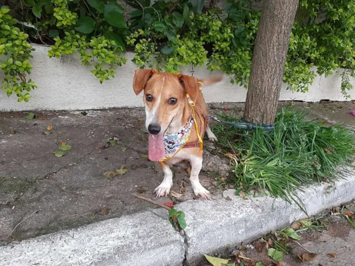 Cachorro ra a Basset-Cofap idade 3 anos nome BABY
