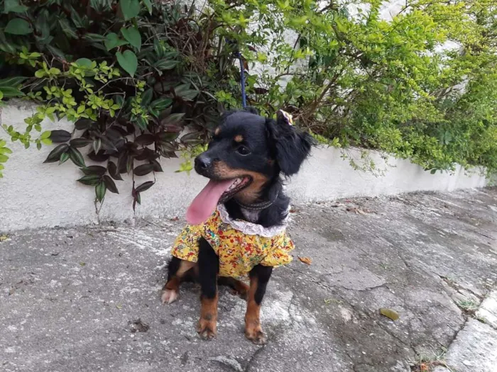 Cachorro ra a SRD idade 1 ano nome NINA