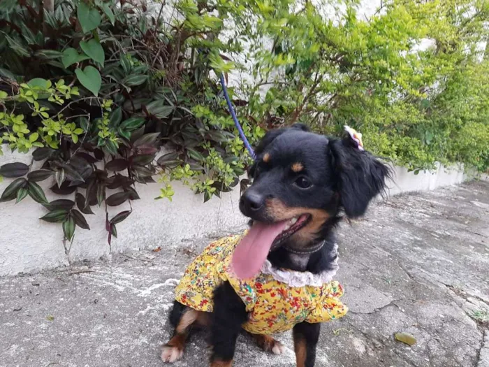 Cachorro ra a SRD idade 1 ano nome NINA