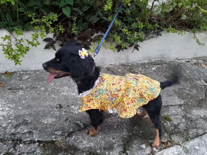 Cachorro ra a SRD idade 1 ano nome NINA