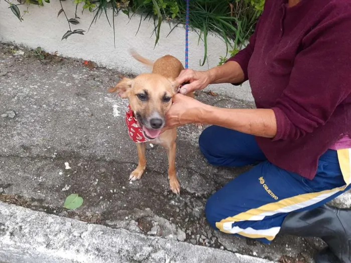 Cachorro ra a SRD idade 1 ano nome WILL