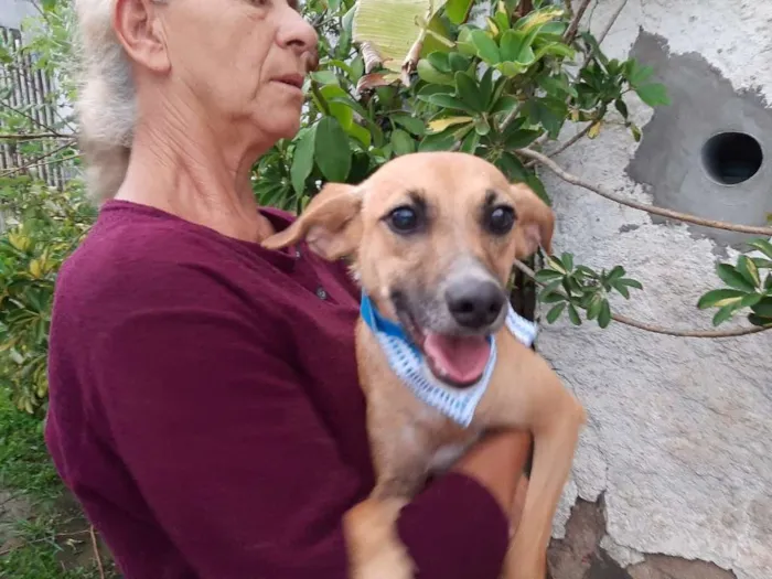 Cachorro ra a SRD idade 1 ano nome WILL