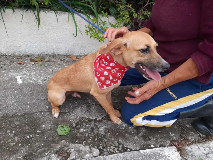 Cachorro ra a SRD idade 1 ano nome WILL