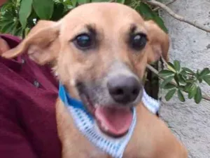 Cachorro raça SRD idade 1 ano nome WILL 