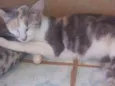 Tigresa