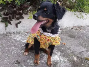 Cachorro raça SRD idade 1 ano nome NINA