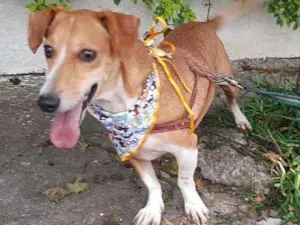 Cachorro raça Basset-Cofap idade 3 anos nome BABY 