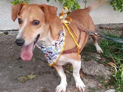 Cachorro ra a Basset-Cofap idade 3 anos nome BABY
