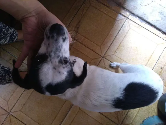 Cachorro ra a Srd. Fox paulistinha  idade 4 anos nome Layla 